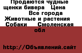 Продаются чудные щенки бивера › Цена ­ 25 000 - Все города Животные и растения » Собаки   . Смоленская обл.